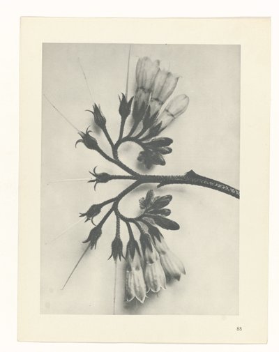 plánovat studii Archetypy umění (název série) od Karl Blossfeldt