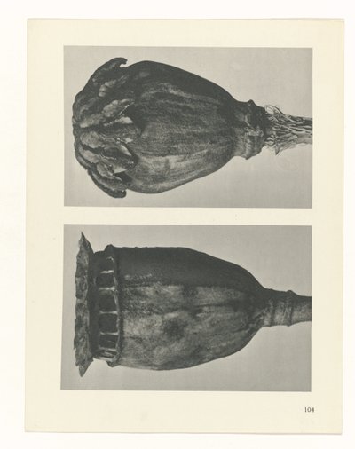 plánovat studii Archetypy umění (název série) od Karl Blossfeldt