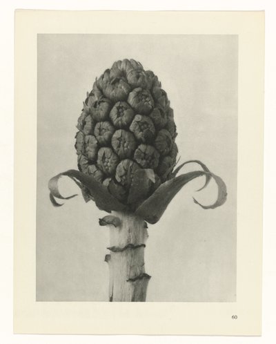 plánovat studii Archetypy umění (název série) od Karl Blossfeldt