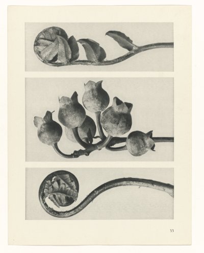 plánovat studii Archetypy umění (název série) od Karl Blossfeldt