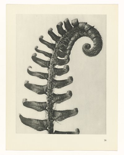 plánovat studii Archetypy umění (název série) od Karl Blossfeldt