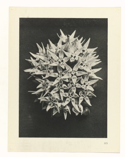 plánovat studii Archetypy umění (název série) od Karl Blossfeldt