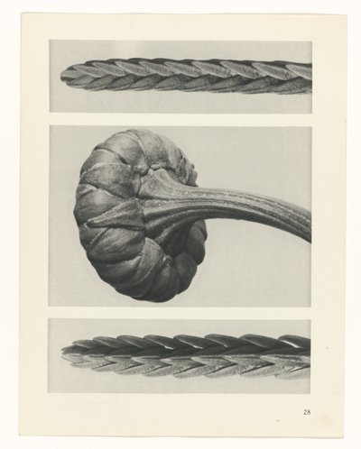 plánovat studii Archetypy umění (název série) od Karl Blossfeldt