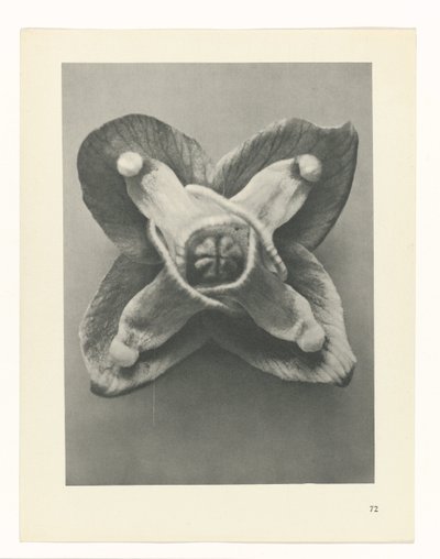 plánovat studii Archetypy umění (název série) od Karl Blossfeldt