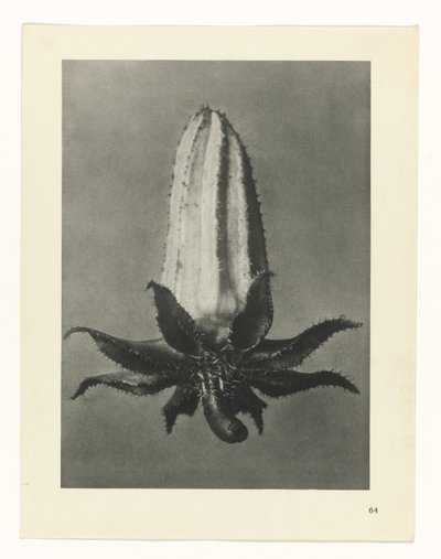 Plantstudie Urformen der Kunst (series title)   1329995   cs       czech Successfully Translated  Original: The Virgin and Child Translat: The Virgin and Child 1237189 cs czech Successfully Translated Original: San Ramon Nonato Translat: San Ramon Nonato 1 od Karl Blossfeldt