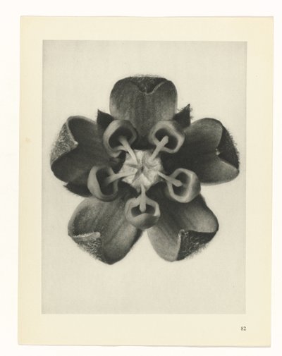 plánovat studii Archetypy umění (název série) od Karl Blossfeldt