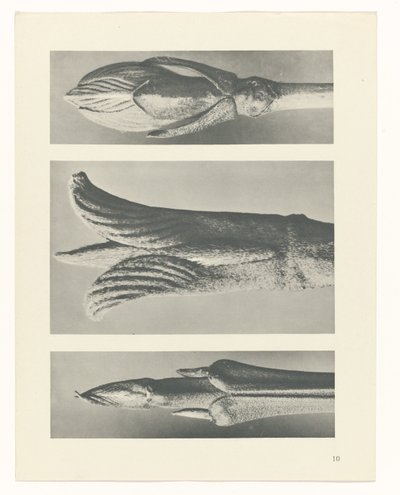 plánovat studii Archetypy umění (název série) od Karl Blossfeldt