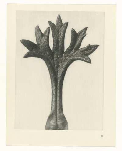 plánovat studii Archetypy umění (název série) od Karl Blossfeldt