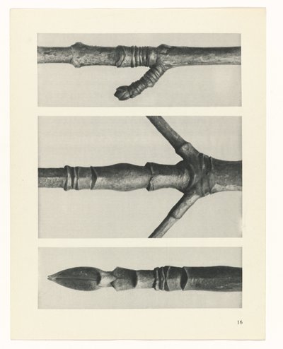 plánovat studii Archetypy umění (název série) od Karl Blossfeldt