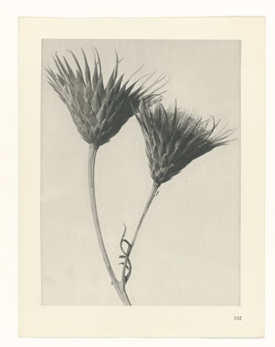 plánovat studii Archetypy umění (název série) od Karl Blossfeldt