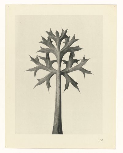 plánovat studii Archetypy umění (název série) od Karl Blossfeldt