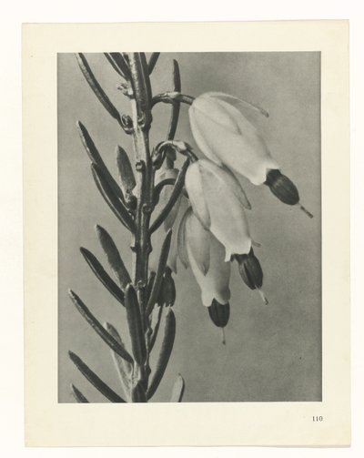 plánovat studii Archetypy umění (název série) od Karl Blossfeldt