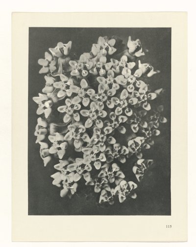 plánovat studii Archetypy umění (název série) od Karl Blossfeldt