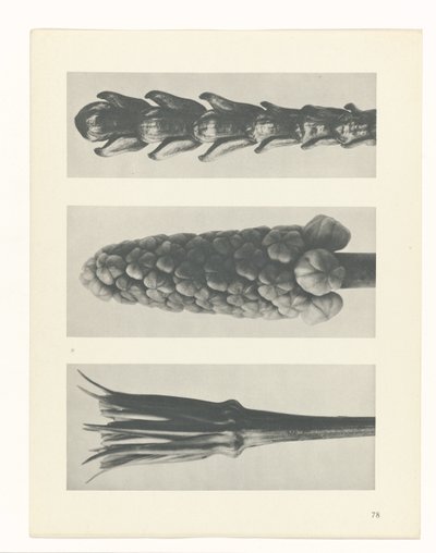 plánovat studii Archetypy umění (název série) od Karl Blossfeldt