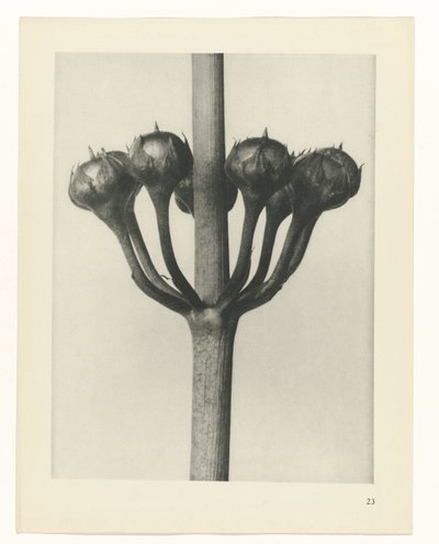 plánovat studii Archetypy umění (název série) od Karl Blossfeldt
