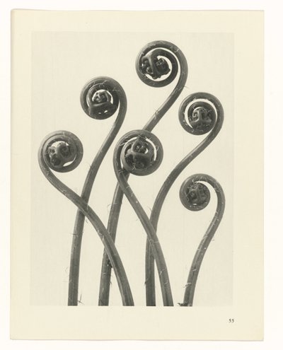 plánovat studii Archetypy umění (název série) od Karl Blossfeldt
