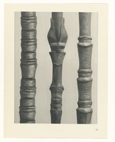 plánovat studii Archetypy umění (název série) od Karl Blossfeldt