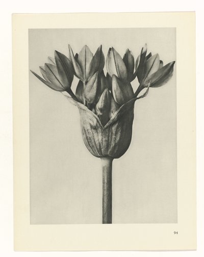 plánovat studii Archetypy umění (název série) od Karl Blossfeldt