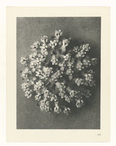 plánovat studii Archetypy umění (název série) od Karl Blossfeldt