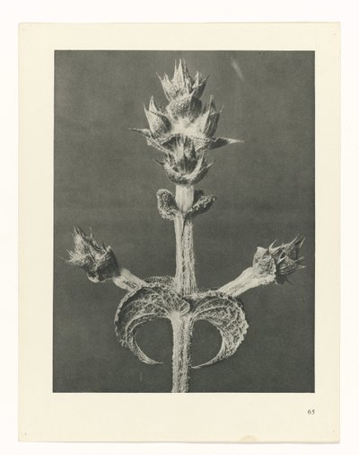 plánovat studii Archetypy umění (název série) od Karl Blossfeldt