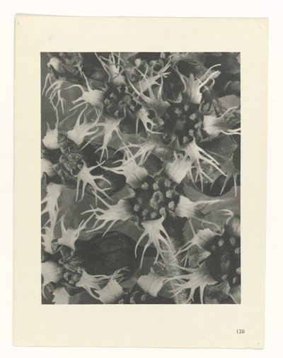 plánovat studii Archetypy umění (název série) od Karl Blossfeldt