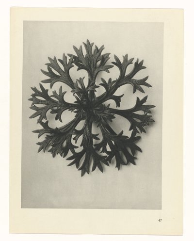 plánovat studii Archetypy umění (název série) od Karl Blossfeldt