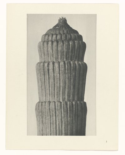 Plánová studie, Equisetum hiemale Archetypy umění (název série) od Karl Blossfeldt