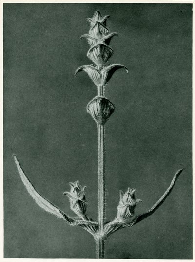 Salvia, 1929 (hlubotisk) od Karl Blossfeldt