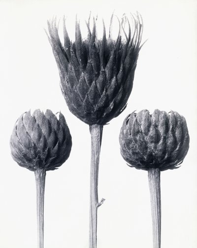Serratula Nudicaulis (pilatka obecná s obnaženými stonky), kolem roku 1928 (želatinový stříbrný tisk) od Karl Blossfeldt