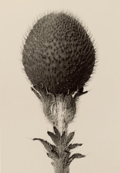 [Trnitá cibulovitá rostlina] od Karl Blossfeldt