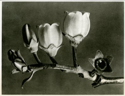 Vaccinium Corymbosum. 1929 (hlubotisk) od Karl Blossfeldt