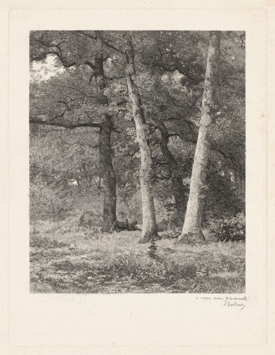 Lesní mýtina od Karl Bodmer