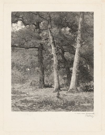 Lesní mýtina od Karl Bodmer