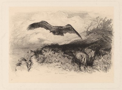 létající orel od Karl Bodmer