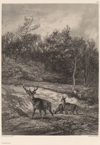 Na okraji vody. od Karl Bodmer