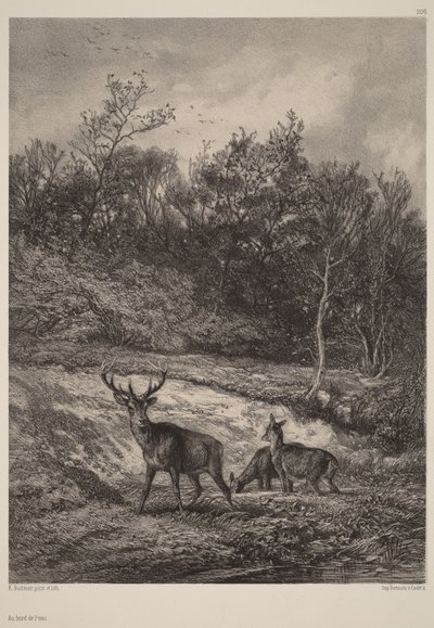 U vody od Karl Bodmer