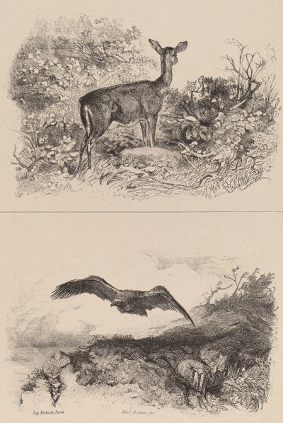 Doe, orel. od Karl Bodmer