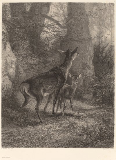 Srnka a kolouch. od Karl Bodmer