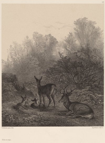 Jelen odpočívá od Karl Bodmer