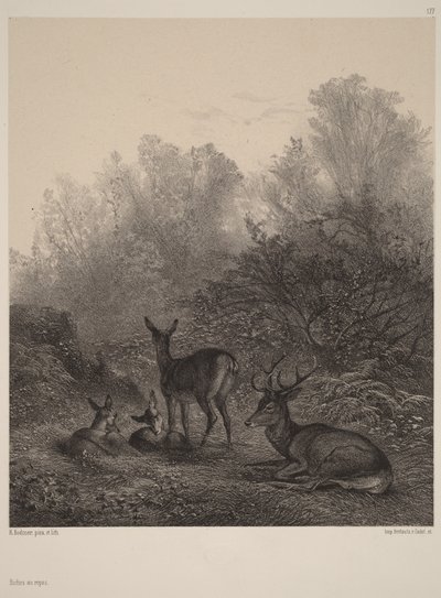 Odpočívající laně od Karl Bodmer