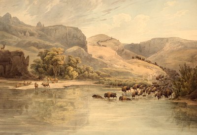 Bizon a los na horním toku Missouri od Karl Bodmer