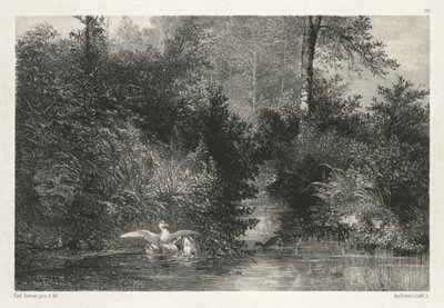 Kachny (kachny) od Karl Bodmer