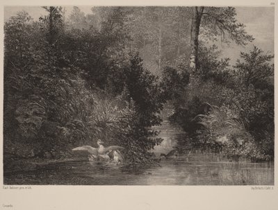Kachny od Karl Bodmer