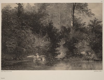 Kachny od Karl Bodmer