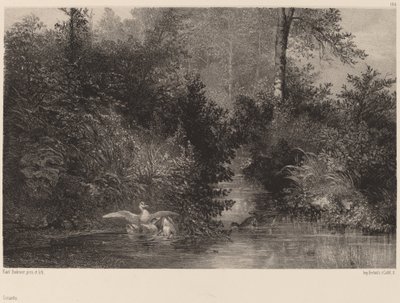 Kachny, 18611866. od Karl Bodmer