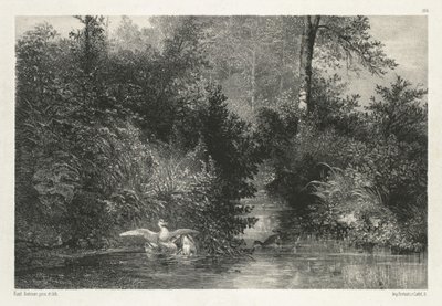 Kachny kachny. od Karl Bodmer