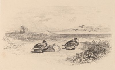 Divoké kachny. od Karl Bodmer