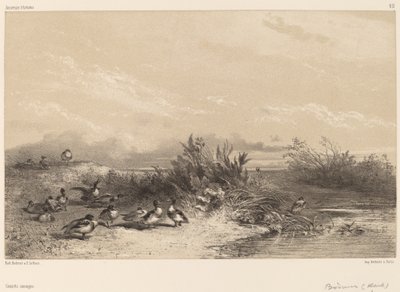 Divoké kachny od Karl Bodmer