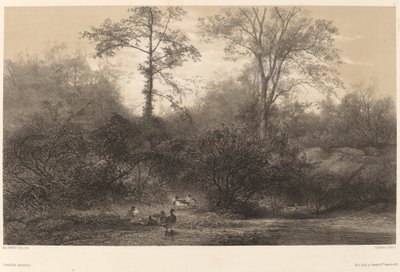 Divoké kachny od Karl Bodmer