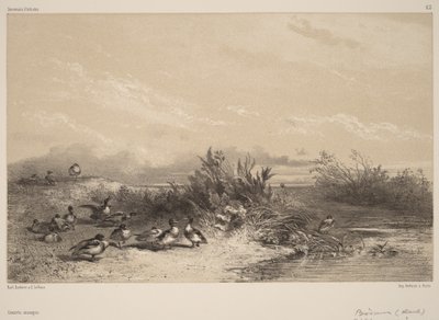 Divoké kachny od Karl Bodmer